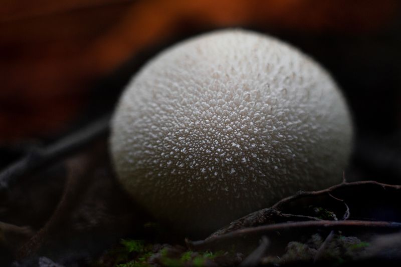 грибы, белый, гриб, лисички, дождевик, подберезовик, тула, тульская область Грибное ассорти. фото превью