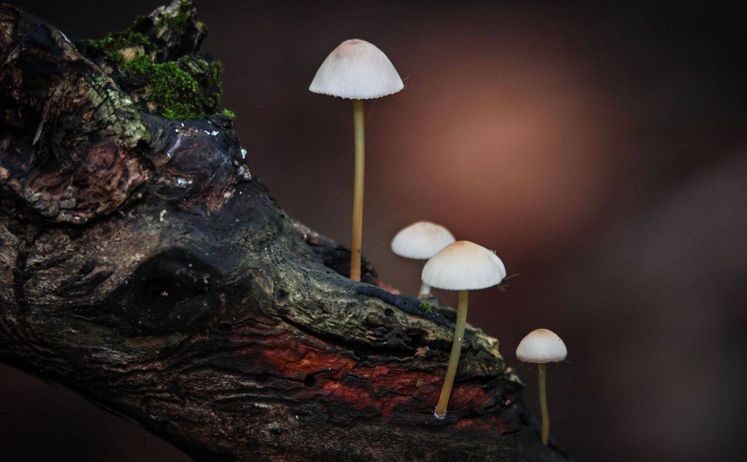 поганки,грибы,, Magov Marat