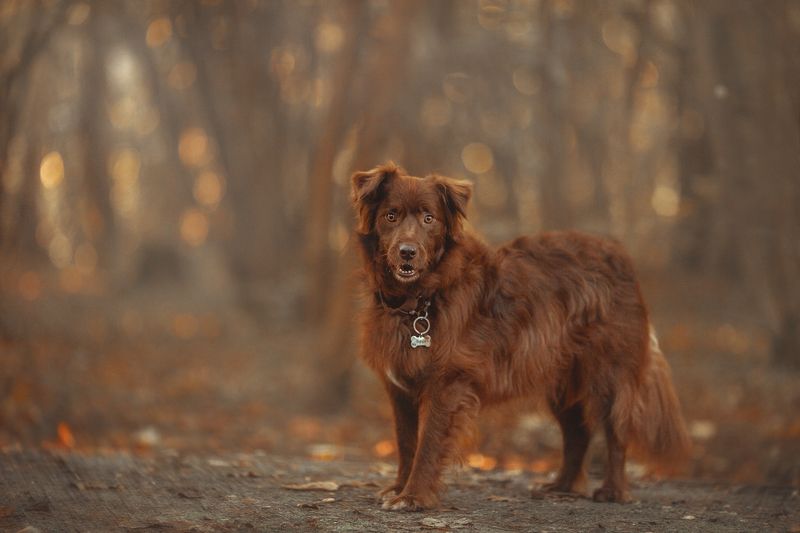 собака  фото превью