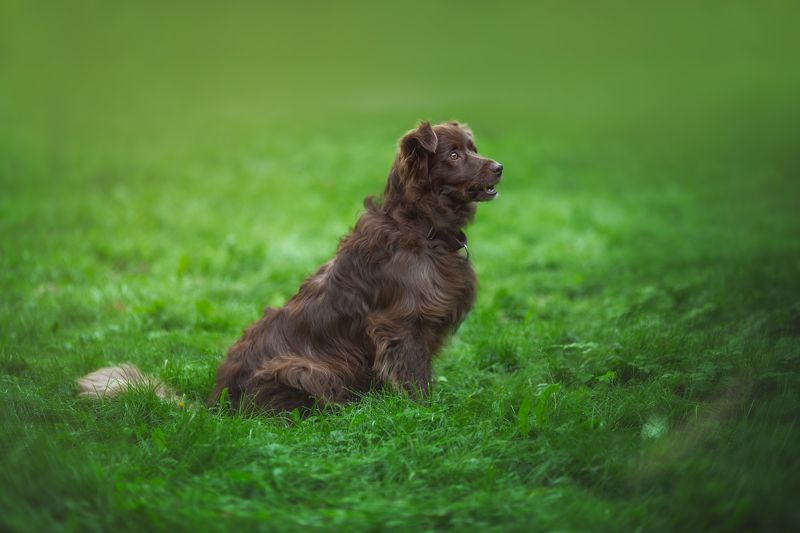 собака  фото превью