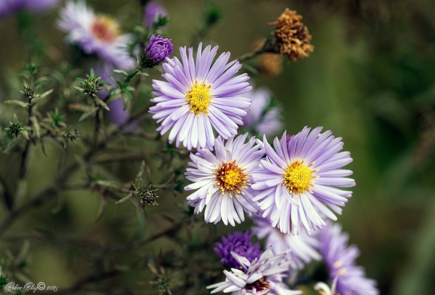 , Орлов Олег