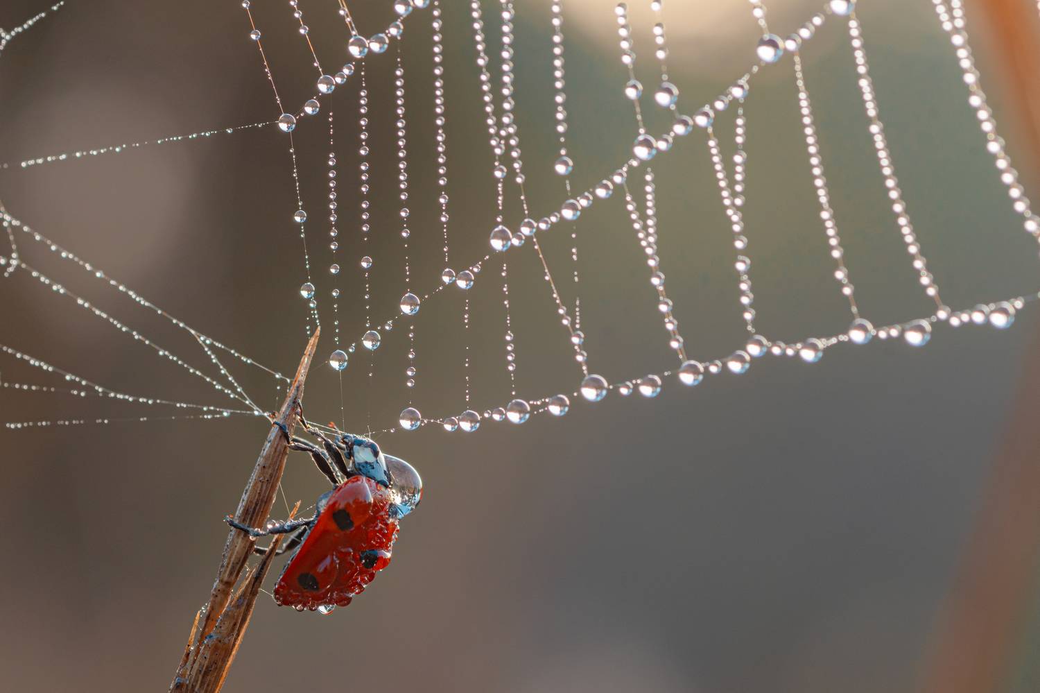 , Зайцев Роман