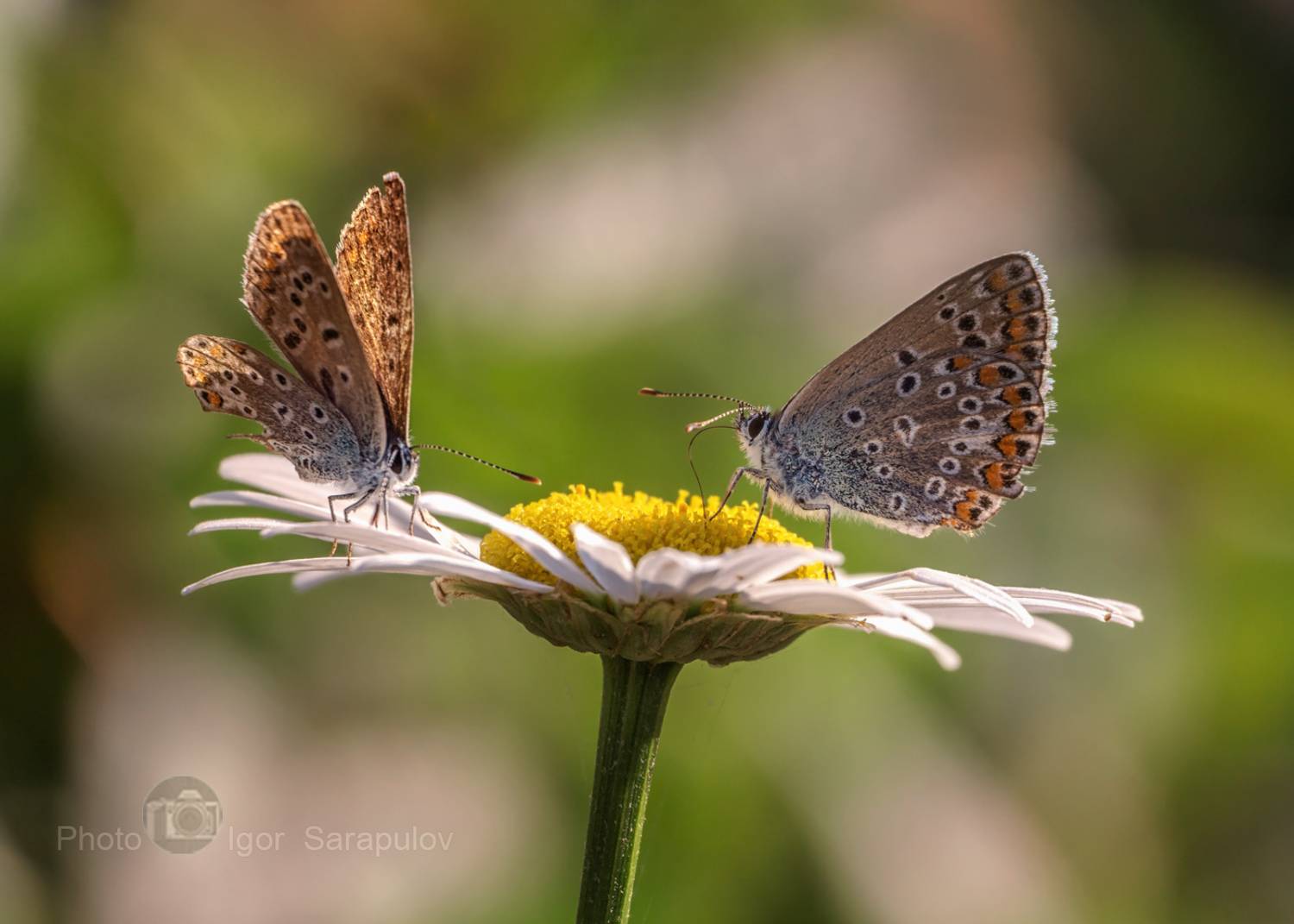 цветущий сентябрь, цветок, фотоохота, ромашка, обозрение, насекомое, маленькая бабочка, макросъёмка, двое, голубянки, бабочки, macro, lycaenidae, live for the story,, Сарапулов Игорь