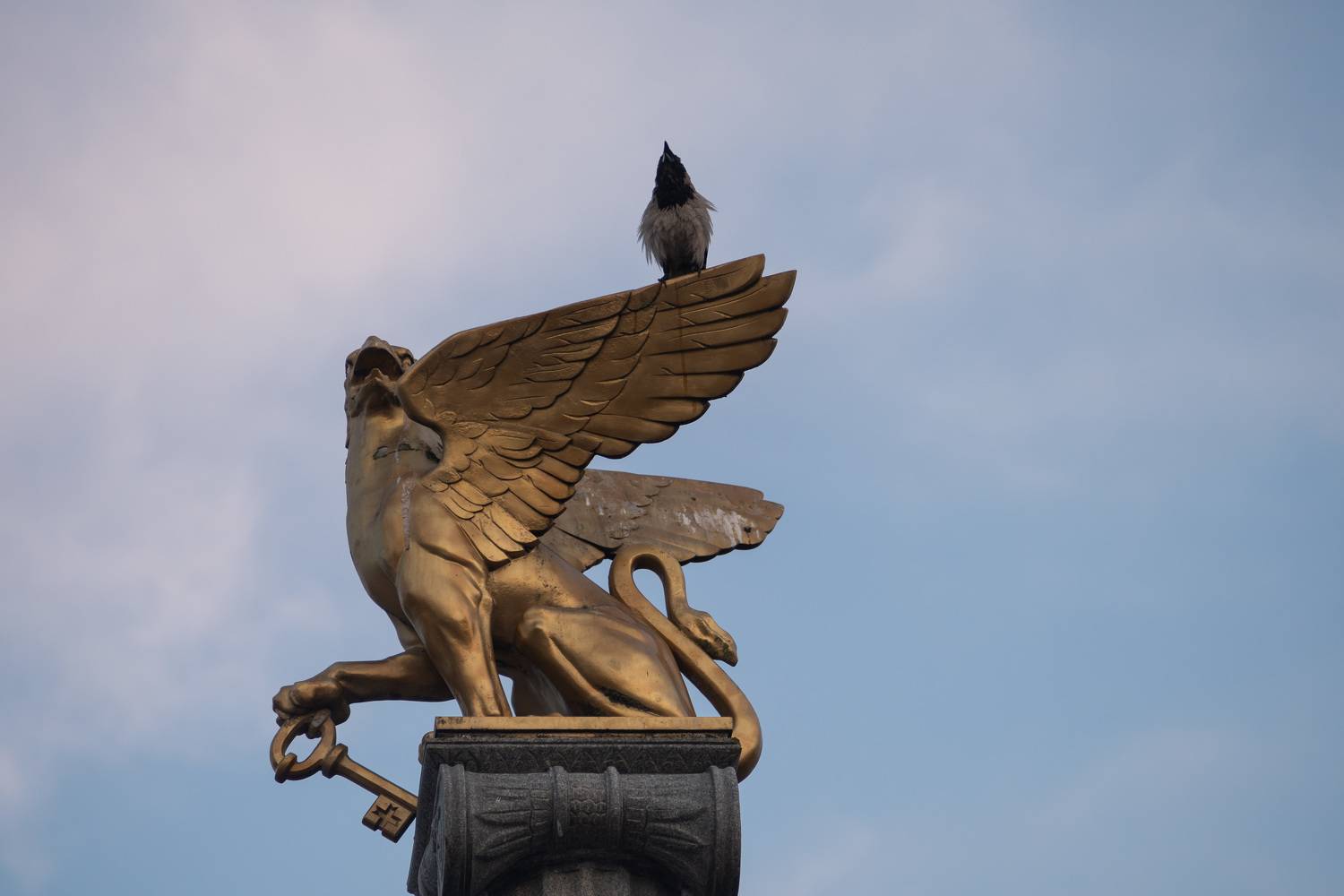 осень, стрит, уличное, животные, птицы, ворона, грифон, дуэт, фотоохота, керчь, крым, россия, Щербак Анатолий