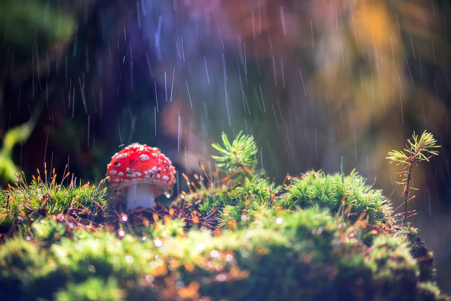 , Mariyana Atanasova - Lucero