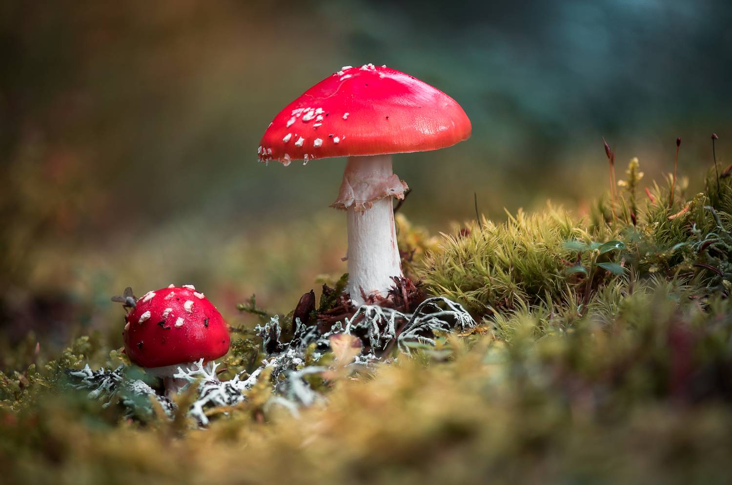 , Mariyana Atanasova - Lucero