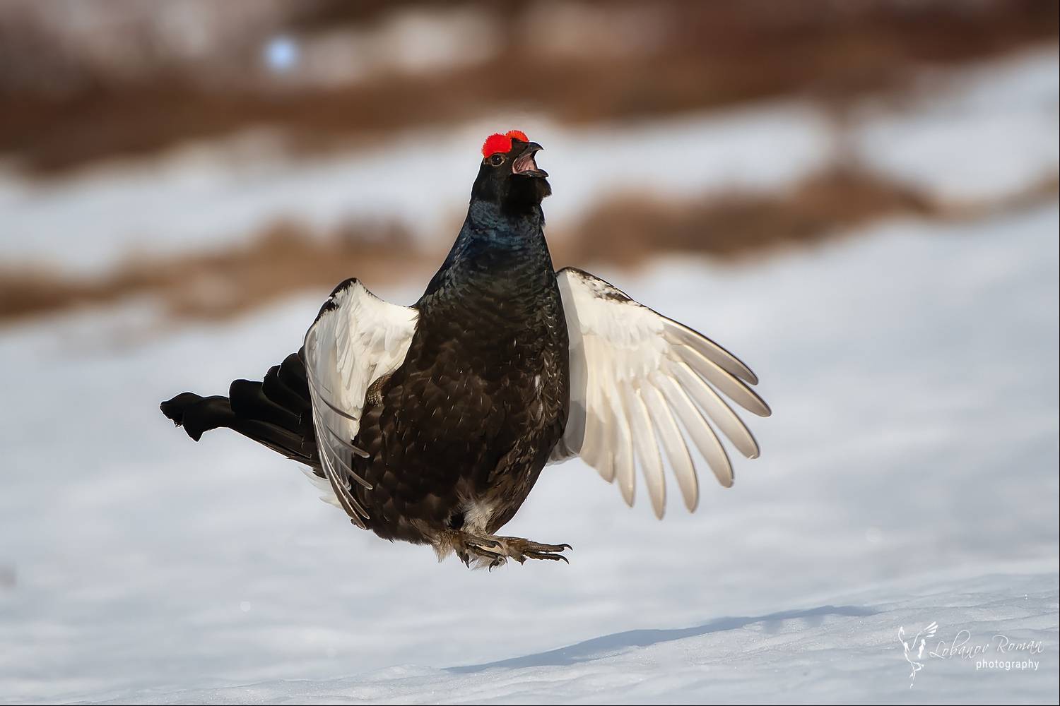 , Лобанов Роман