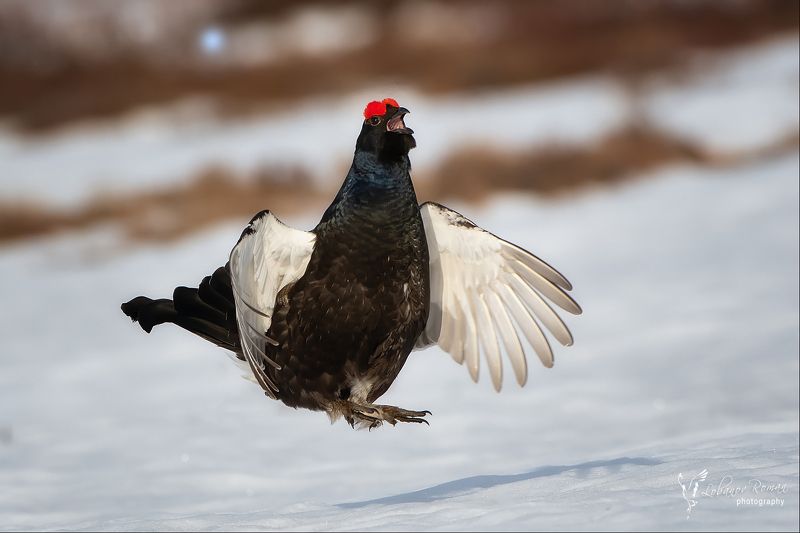 * * * фото превью