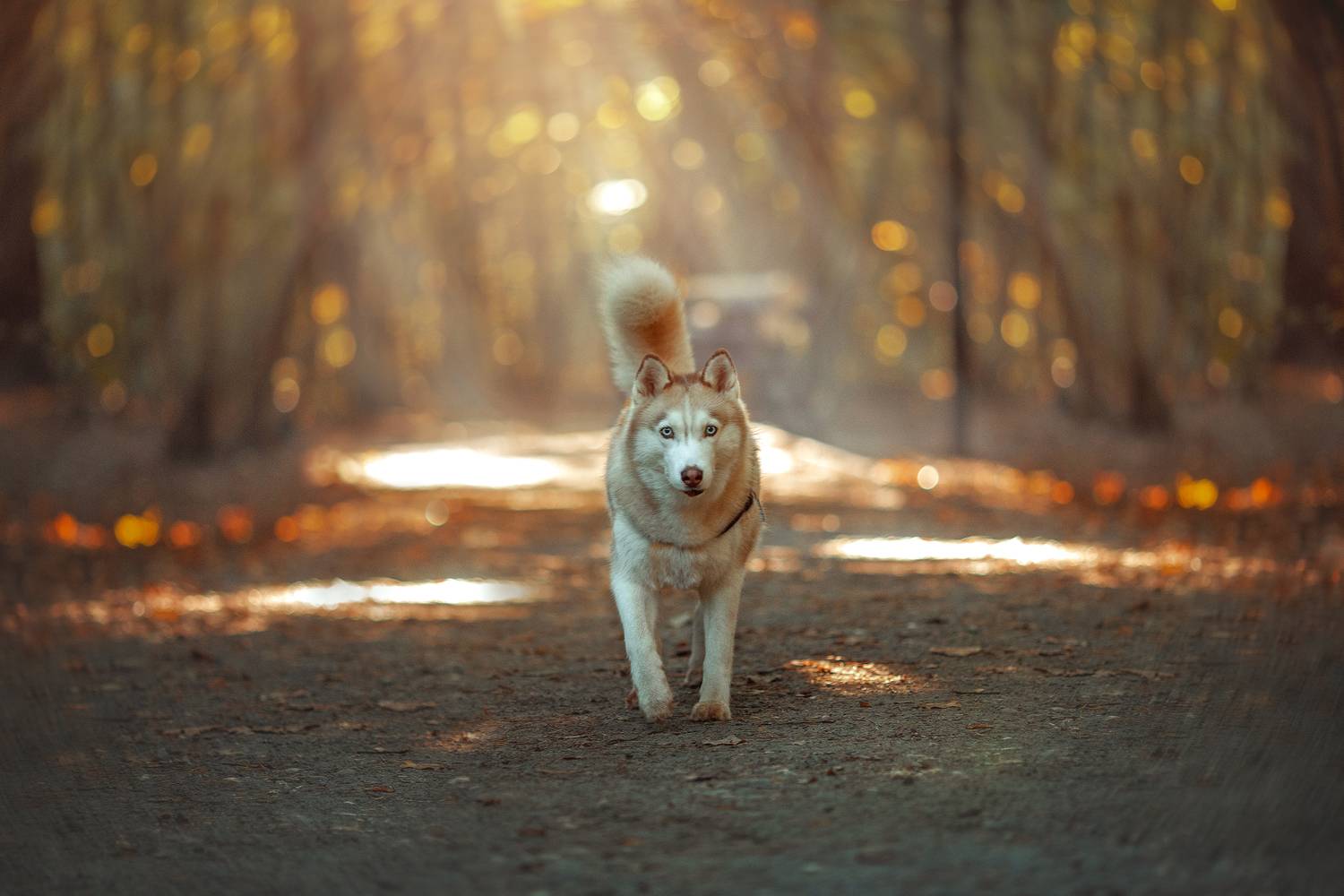 собака, хаски, Алёна Соболева