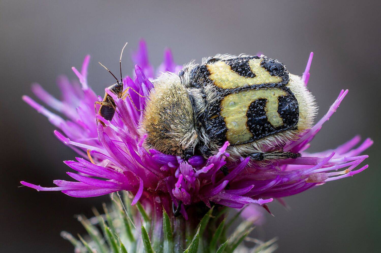 , Кузнецов Дмитрий
