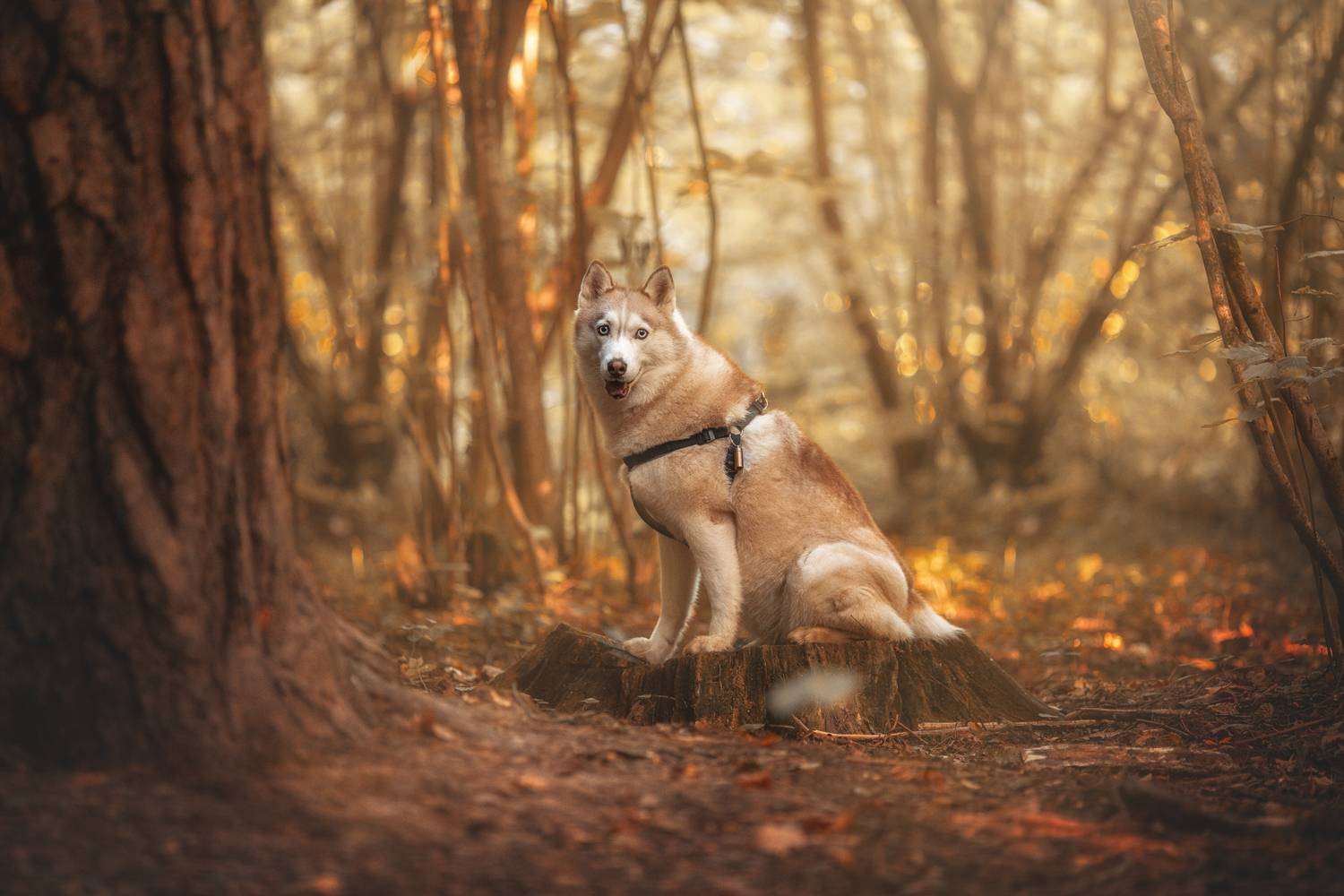 собака, хаски, Алёна Соболева