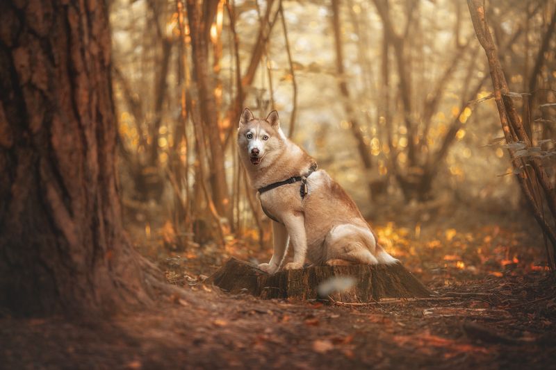 собака, хаски Саша фото превью