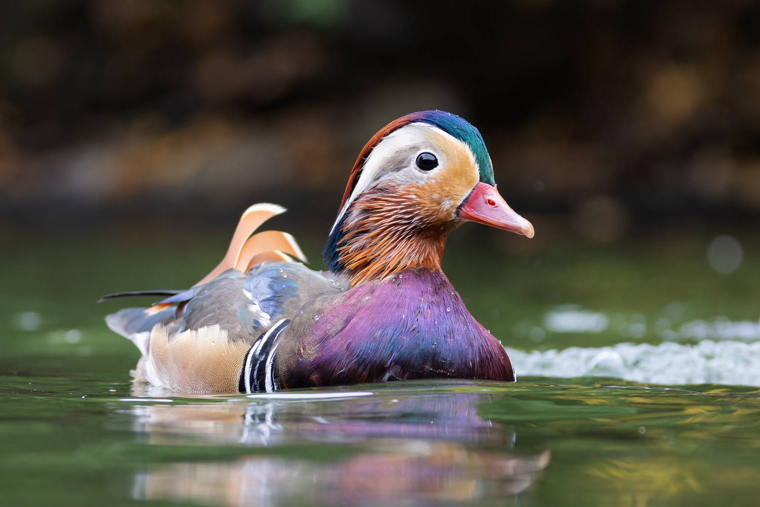 мандаринка, птицы, фото птиц, Александр Шипиленко