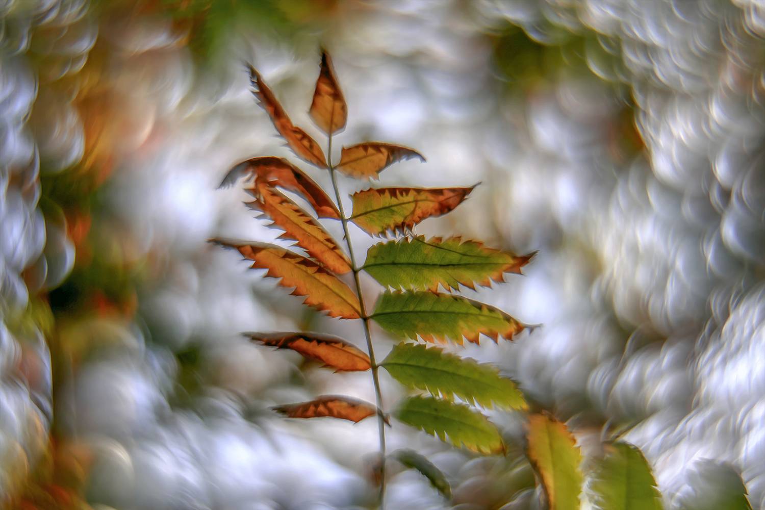 лист, рябина, осень, Ершова Юлия