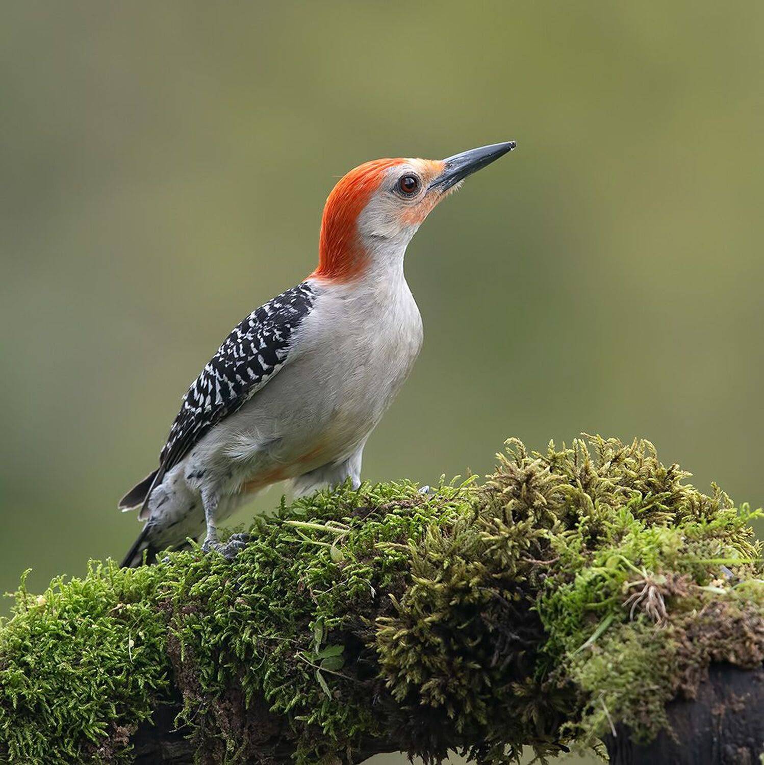 дятел, каролинский меланерпес, red-bellied woodpecker, woodpecker, Etkind Elizabeth
