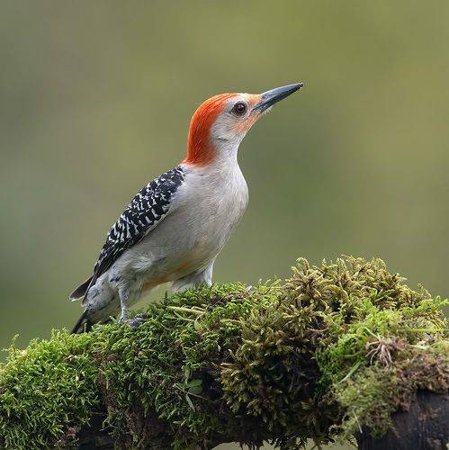 Red-bellied Woodpecker - Каролинский меланерпес