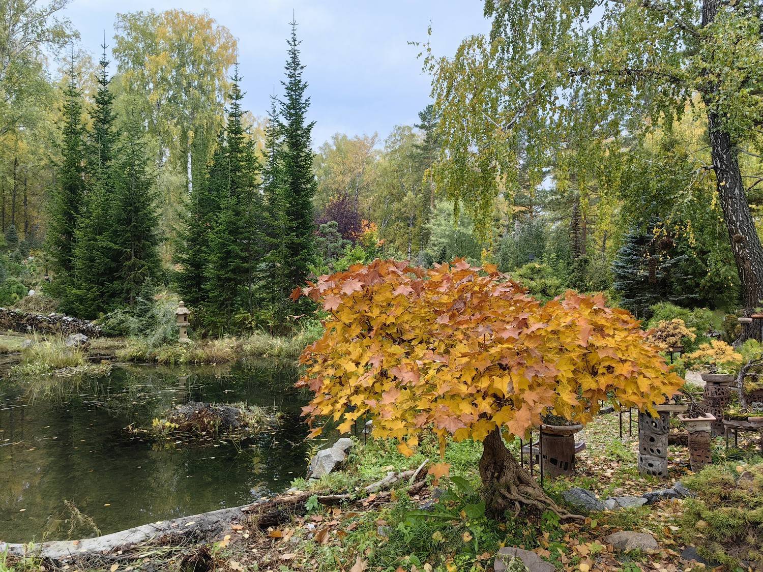 осень,клён,бонсай,деревья,природа, Козлова Галина