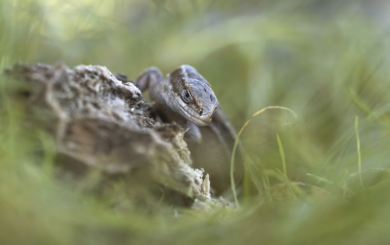 ... фото превью