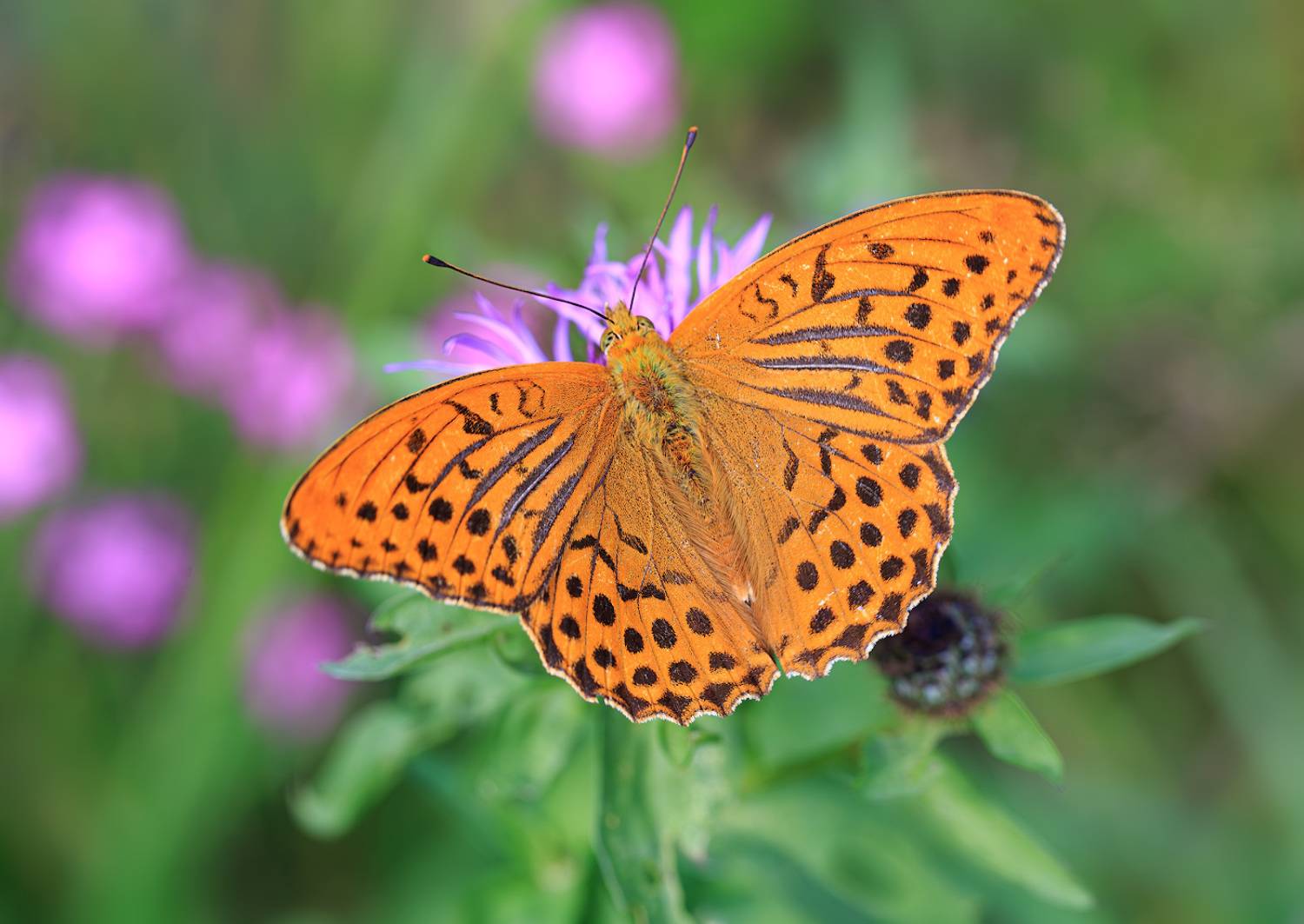 насекомые, бабочка, нимфалида, перламутровка, лесная, лето, июль, Борис Новиков
