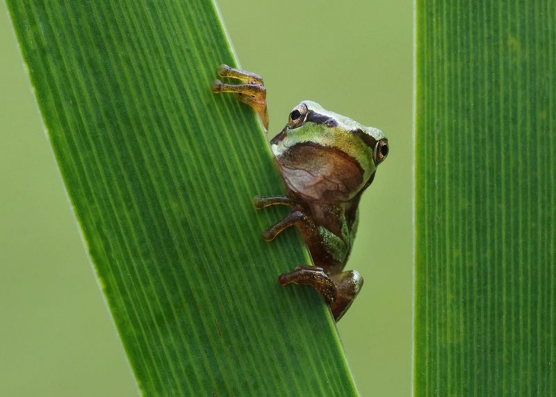 Le Frog фото превью