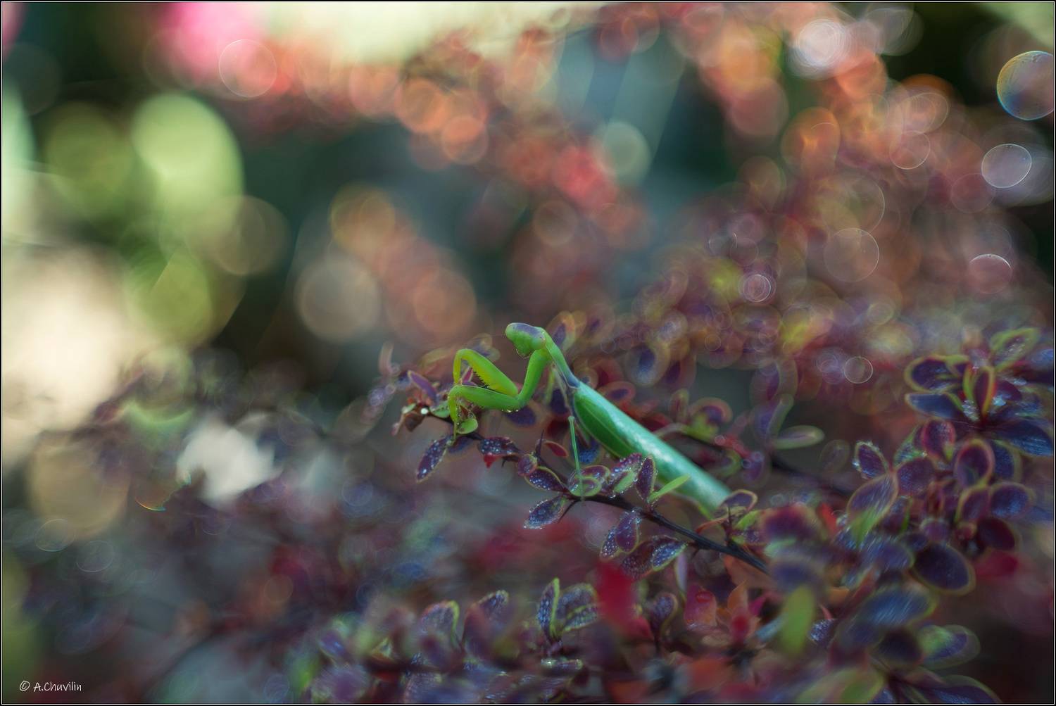 утро,роса,богомол,барбарис, Александр Чувилин