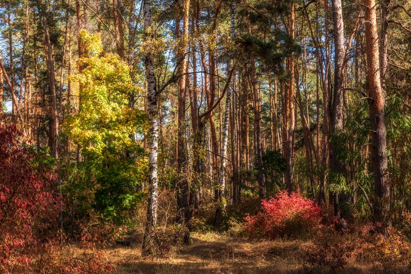 осенний лес Осенний лес. фото превью