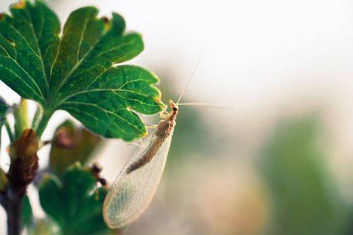 Златоглазка в траве