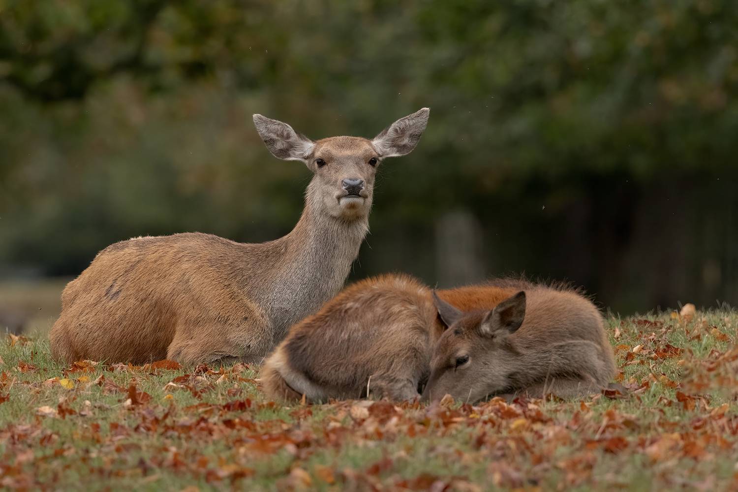 red deer, deer, animal, wildlife, nature, canon, MARIA KULA