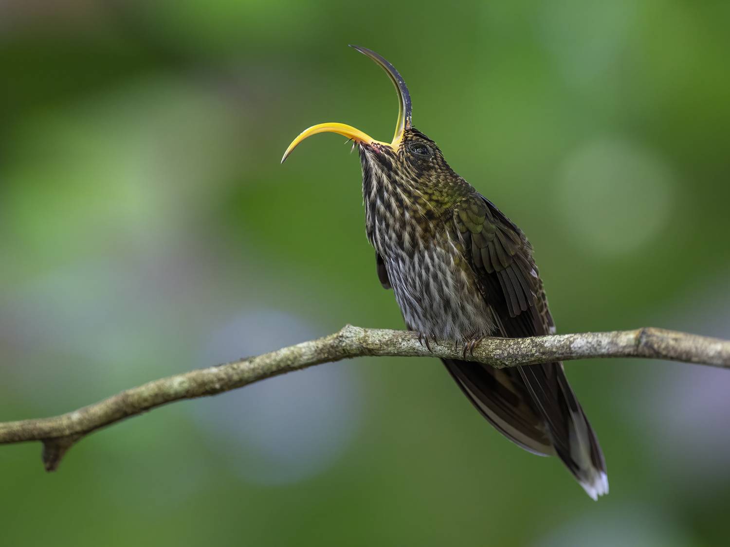 , Burgalin Sequeira Fernando