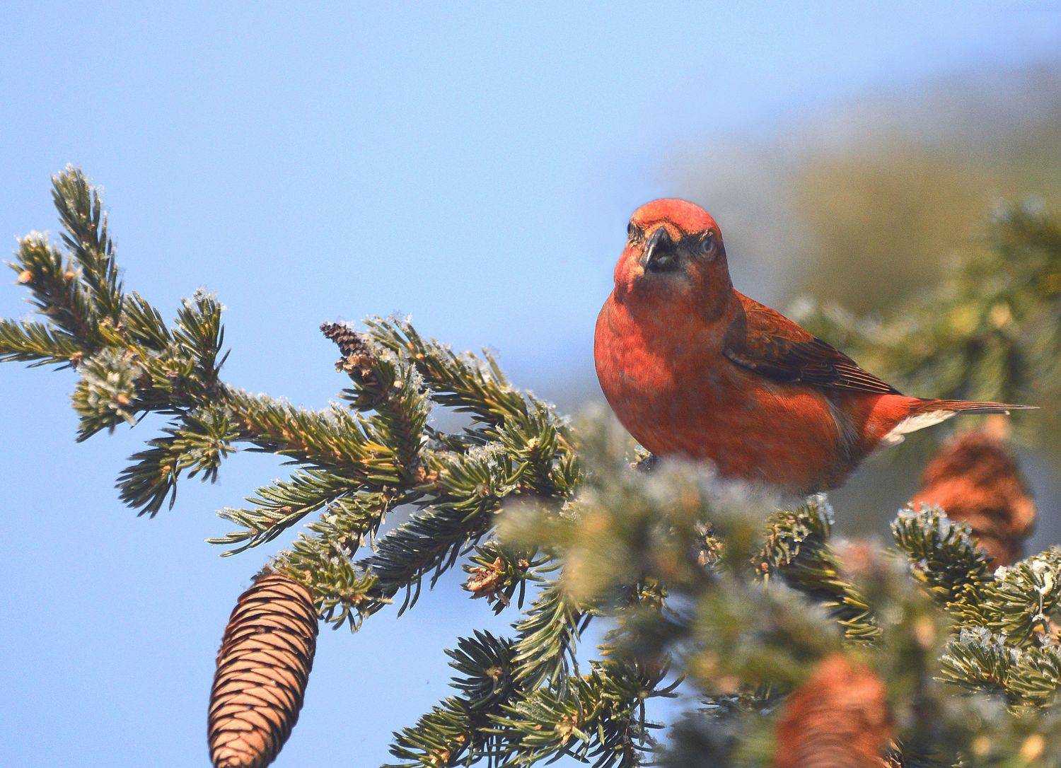 , Белоусов Михаил