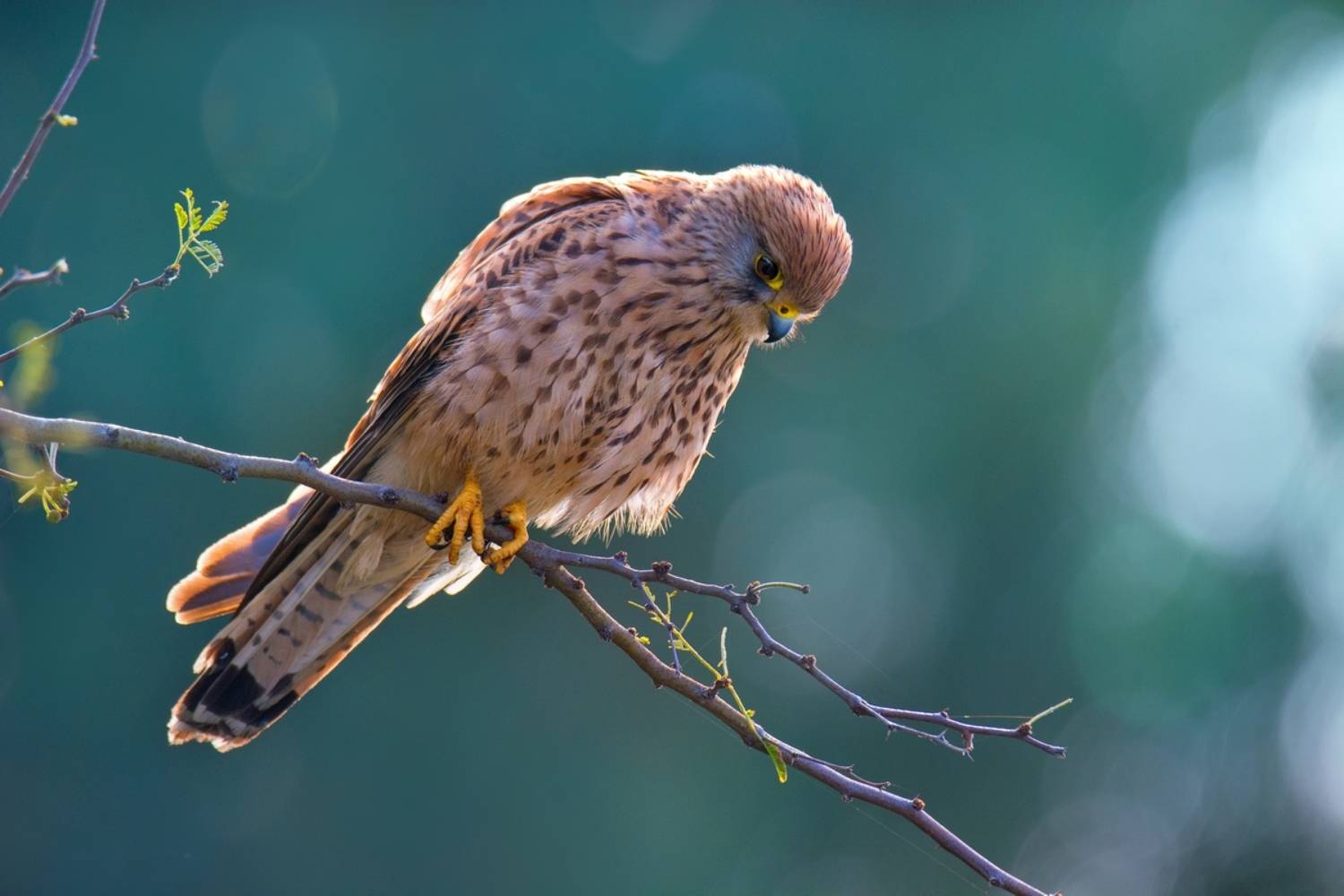 , Людмила Бекман