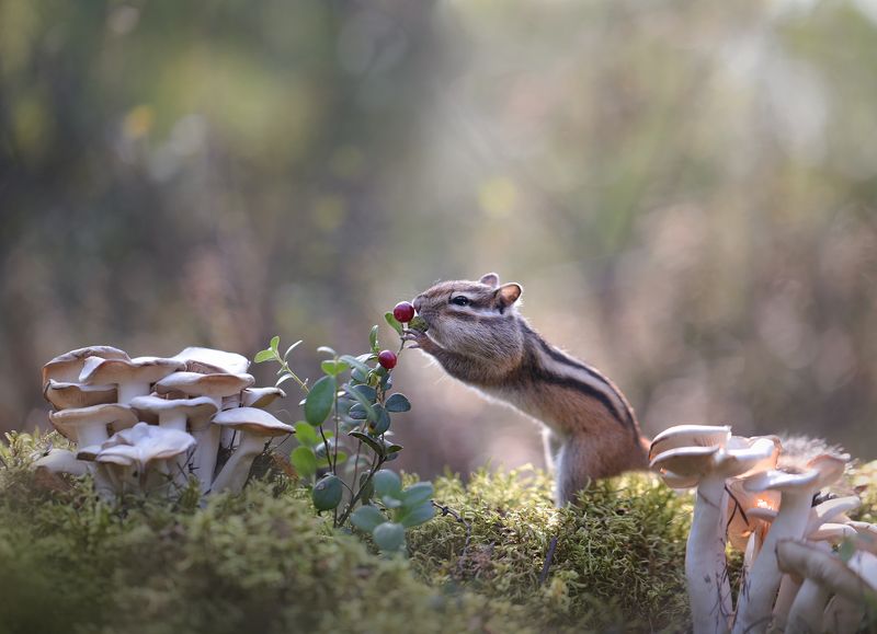 нерюнгри, бурундук, якутия, дикие_животные, женялевина, евгениялевина, животныеякутии, бурундукиибелкилевиной А брусника вкуснее!!! фото превью
