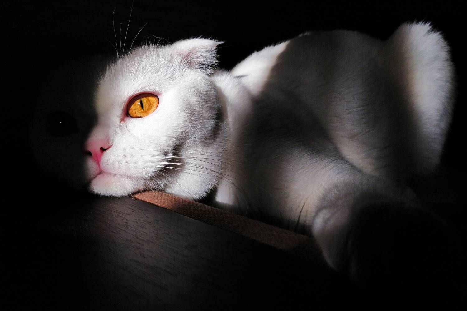 , Денис Свечников