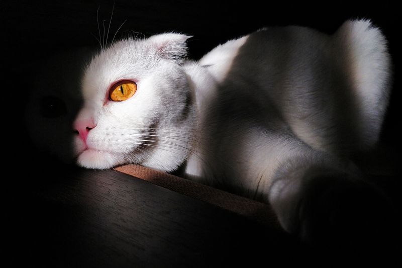 Око фото превью