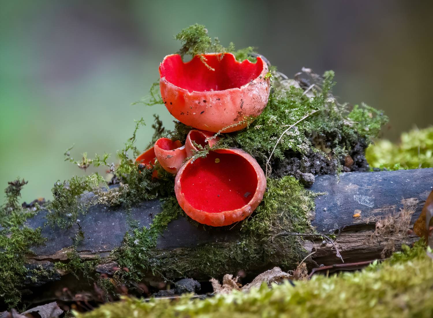 гриьы, лес, пейзаж, макро, Михаил Ездаков