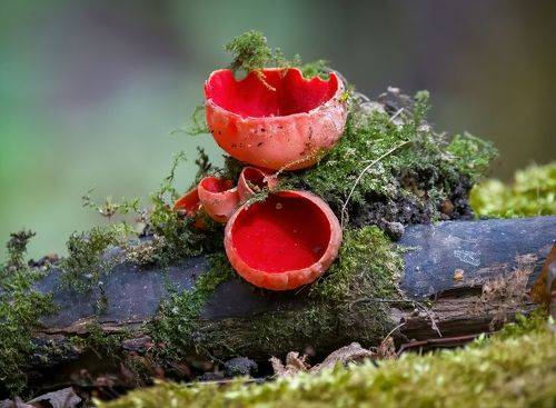 Грибное измерение