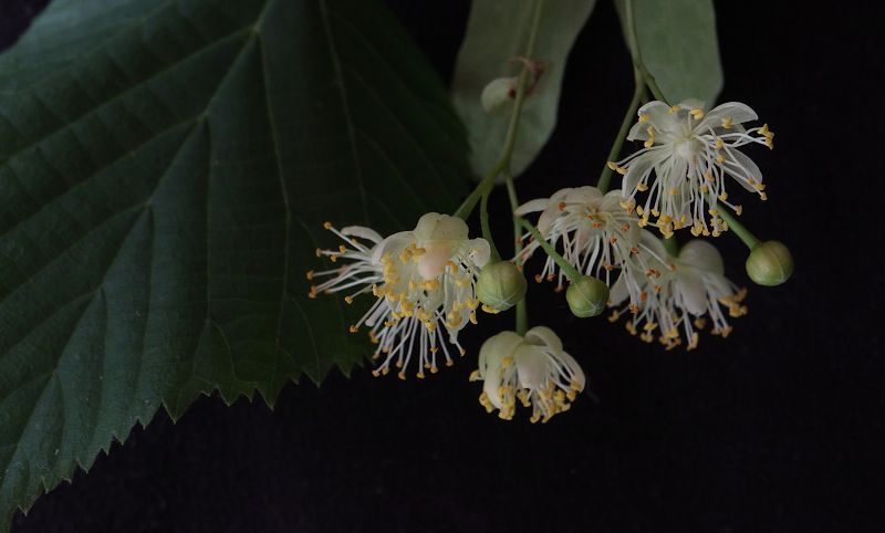 Tilia cordata 2 фото превью