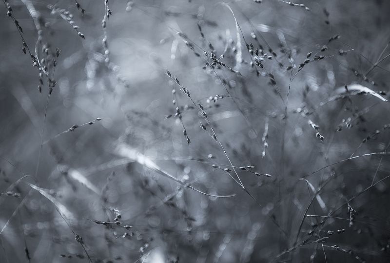 Осень в монохроме фото превью