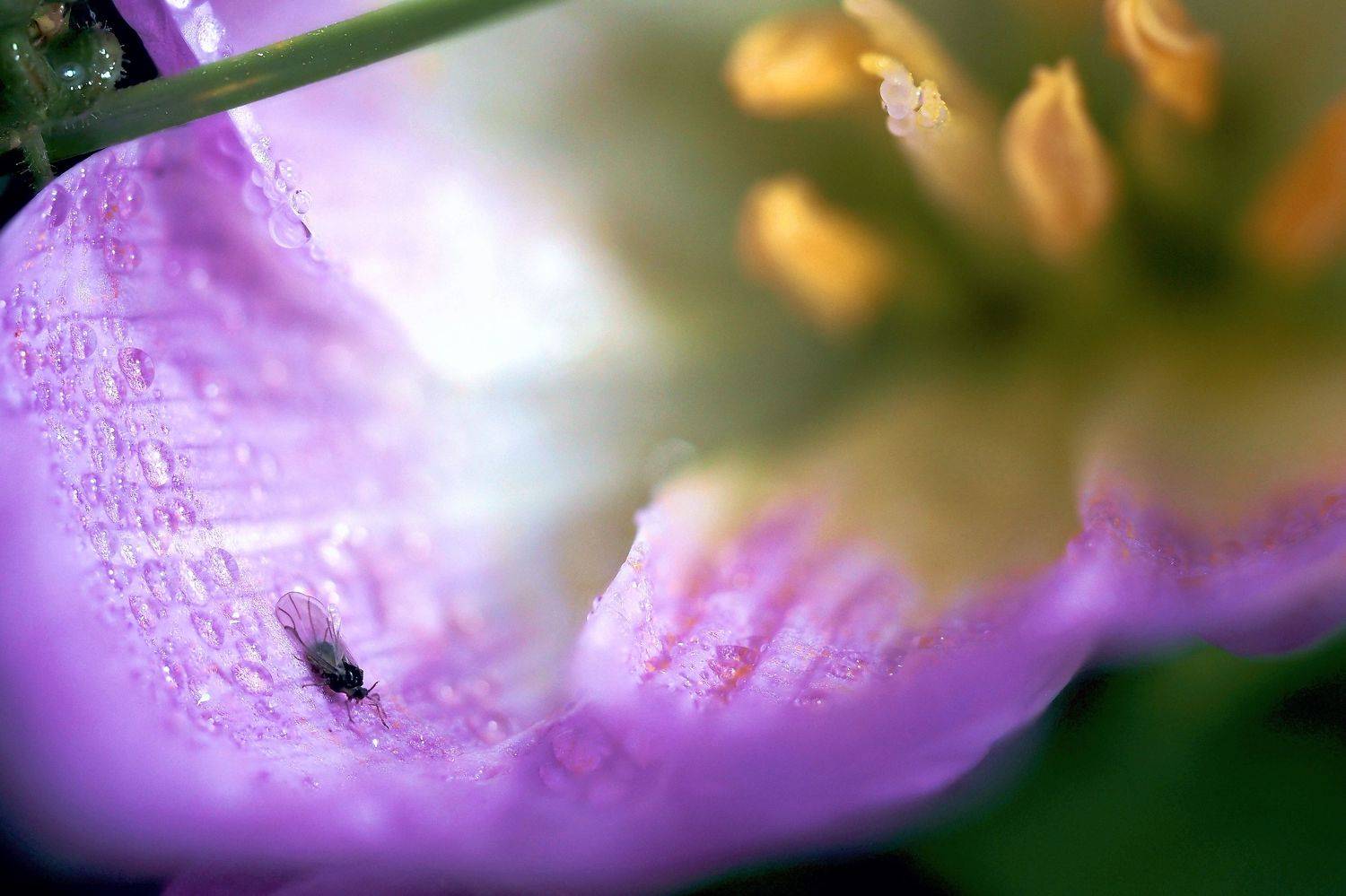 , Савчук Анатолий
