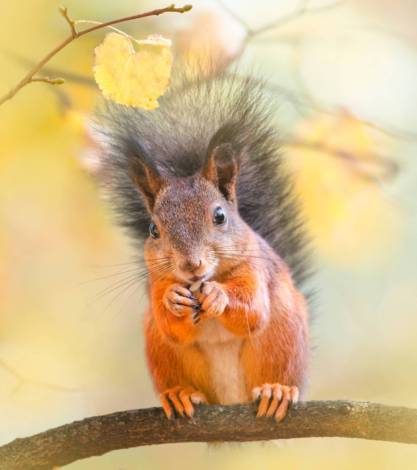 , Никон Александр