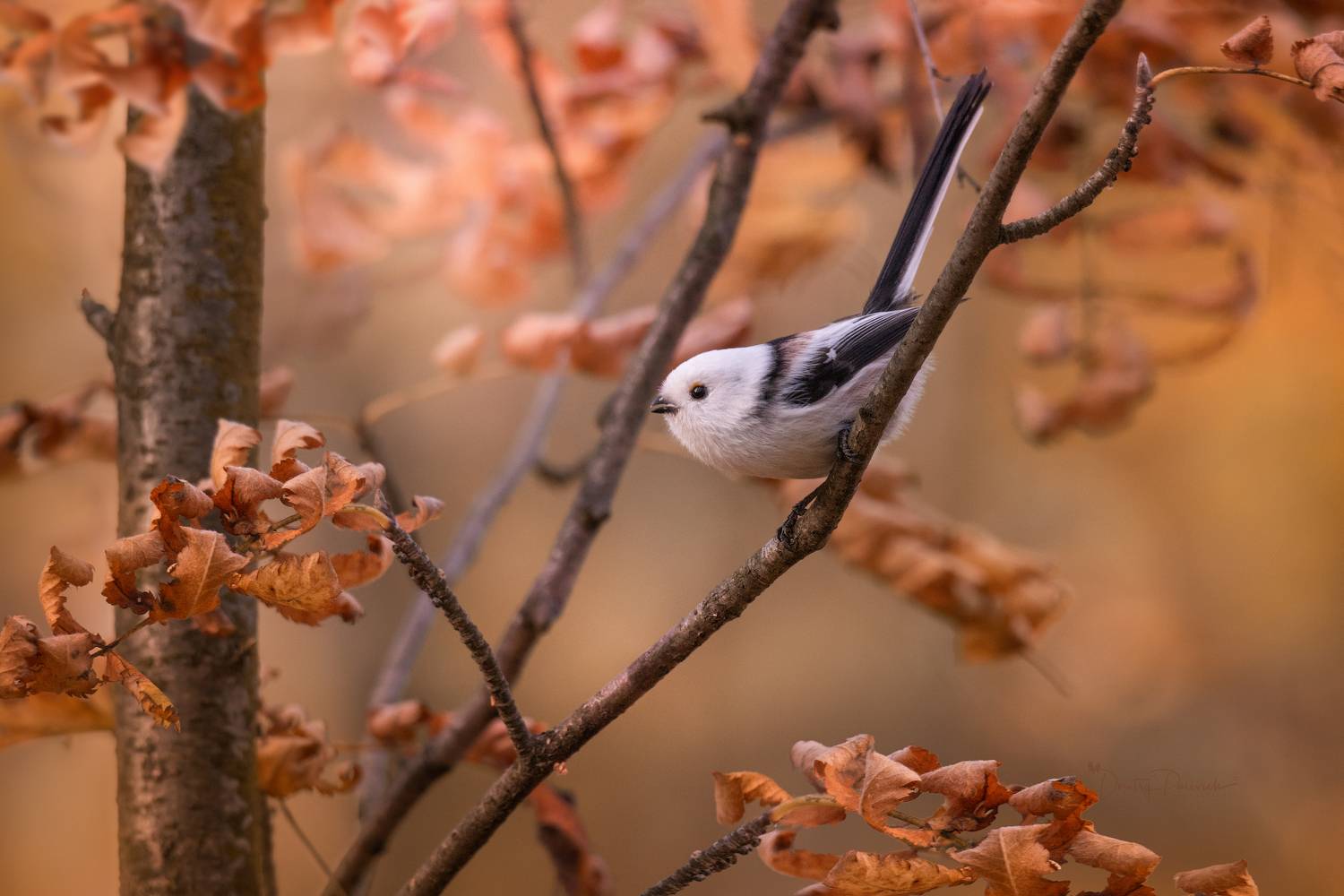 , Посевич Дмитрий