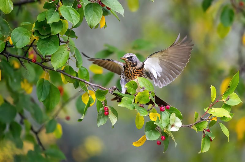 Дрозды на яблоне. фото превью