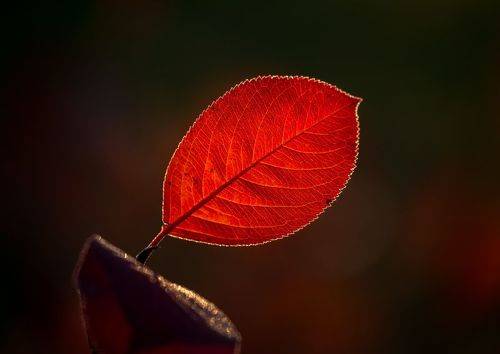 Детали осени