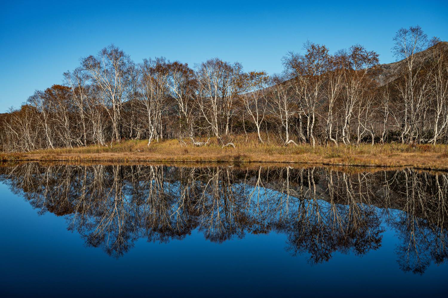 , Александр Мухин