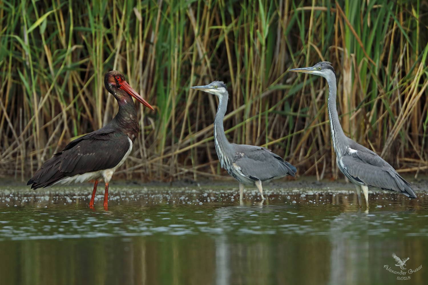 серая цапля.чёрный аист., Гусар Александр