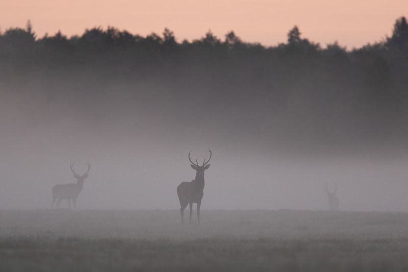 ssaki,las,puszcza białowieska,jelenie Jelenie w mgle фото превью