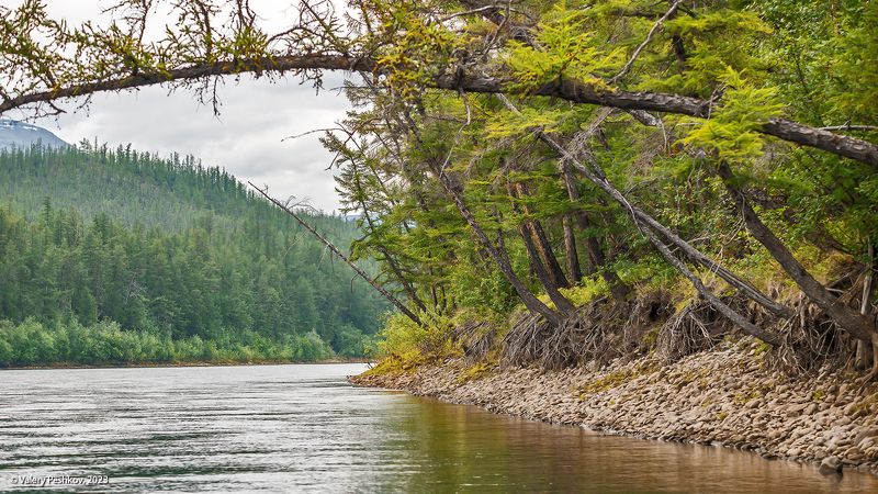 плато путораны, река, яктали, лиственницы, владимир коваль Река Яктали фото превью