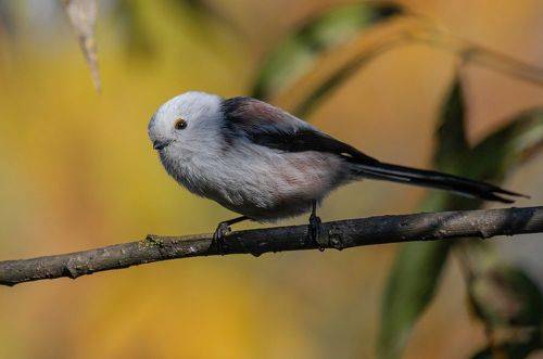 Осенний ополовник