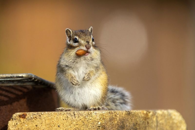 Сбор урожая фото превью