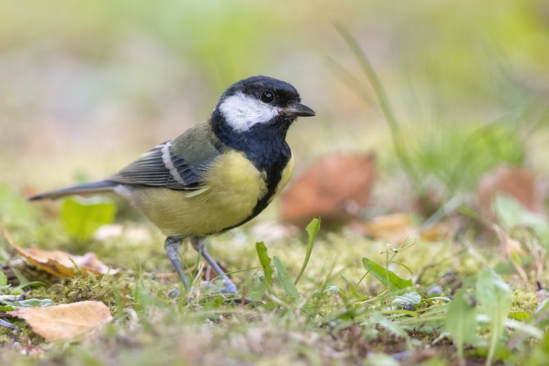 птицы, подмосковье *** фото превью